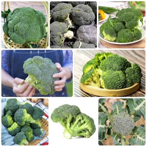 Generic 100 Pezzi Di Semi Di Broccoli Brassica Oleracea Piante Da Giardi Roccioso Resistenti, Semi Di Ortaggi, Semi Di Broccoli Biologici, Broccoli Freschi, Piante In Vaso Resistenti All'Orto,