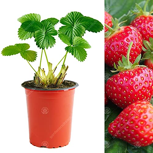 GardenersDream Fragole 'Hapil' (9cm, 10 Piante)