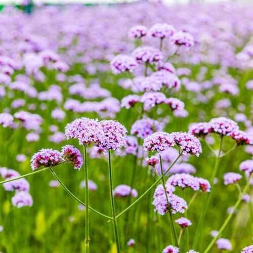 Generic 200 pezzi di semi di verbena perenni, giardino di erbe indoor, semi di piante d'appartamento, Verbena officinalis, piante di erbe, letto di semi di erbe per la cucina, semi di piante regali da gi