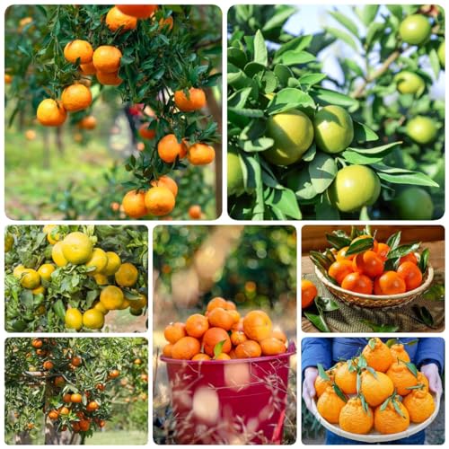 WJKWY-Q 150 pezzi semi di arancio da balcone semi di frutta vasi per piante regalo da giardi mandari, frutta fresca regali di giardinaggio per gli amanti del giardi alberi acquista regali so
