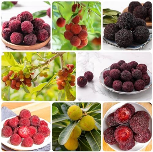 Generic 10 Pezzi Semi Di Myrica Rubra, Frutto Di Sapote, Piante In Vaso Resistenti All'Albero Di Bayberry, Piante Da Appartamento, Semi Di Piante In Vaso Albero Frutta Decorativa, Regali Sostenibili