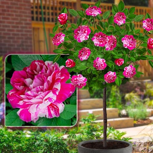 EUROPA GREEN Rose ad alberello Alta 120 cm Ideale per balconi, terrazze e piccoli giardini Adatta per vasi e in terra (Papageno Long)