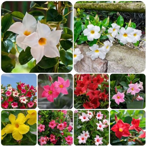 Generic 150 pezzi di semi resistenti di piante di mandevilla regali insoliti fiori da giardi perenni resistenti Dipladenia sanderi, Mandevilla sanderi, Mandevilla laxa piante da balcone in vaso