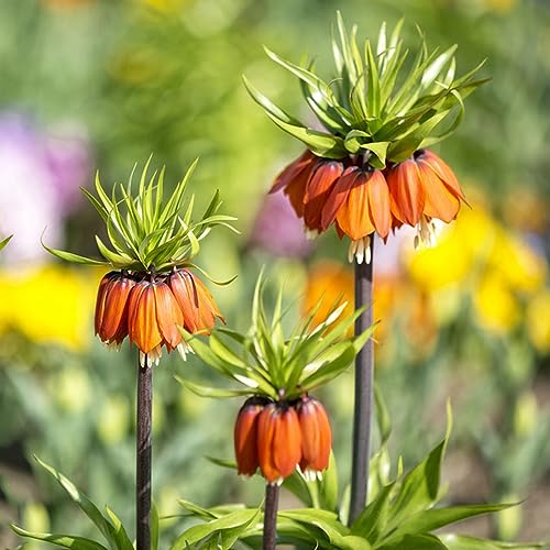 Generic 3 Pezzi Corona Tuberi Imperiali Perenni Fritillaria Bulbi Piante Da Balcone Bulbi A Fioritura Primaverile Corona Di Cipolla Imperiale, Regali Piante Da Giardino Resistenti Bulbi