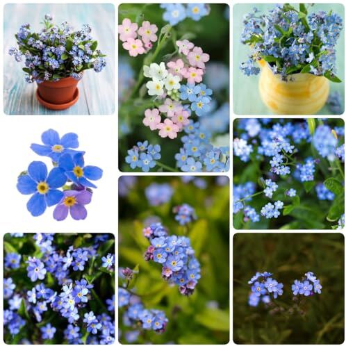 Generic 250 pezzi semi di fiori semi del ntiscordardime regalo aiuole rialzate per giardi semi del ntiscordardime, Myosotis alpestris, semi di fiori per l'inverdimento del tetto regalo ospit