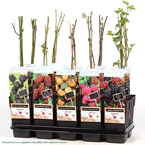 GardenersDream 3 x Piante da Frutto   Coltiva la Tua Frutta   Piante da Esterno Pronte Per Il Giardino