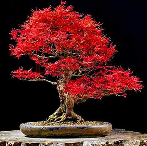 BSptyy 25 Pezzi Bellissimo acero rosso Semi Seme dell'albero dei del seme di acero giapponese per la piantagione del giardino domestico Facile manutenzione Semi dell'albero molto raro