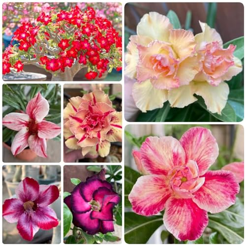 Generic 5 Pezzi Di Semi Di Piante Di Rosa Del Deserto, Semi Succulenti, Semi Di Fiori Perenni Resistenti, Piante Da Balcone Resistenti (Adenium Obesum) Semi Di Prato, Regalo Da Giardi, Decorazione