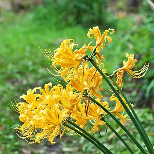 WJKWY-Q Giglio rag bulbo lycoris radiata bulbi Perenni resistente Bulbi da fiore perenni Piante da balcone Regali per gli amanti del giardi Facile da maneggiare con aroma Fiori gialli -8