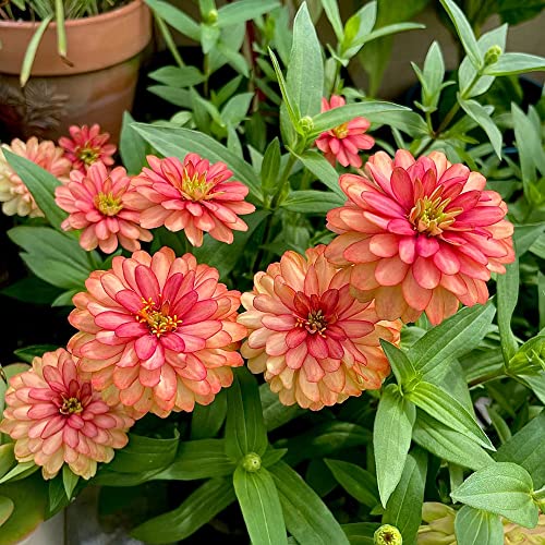 Generic semi di zinnia rosa,zinnia zinnia,vaso bonsai semi tappezzanti piante resistenti prato fiorito perenne seme resistente decorazione murale piante fioriere letti rialzati per b 400 Pezzi