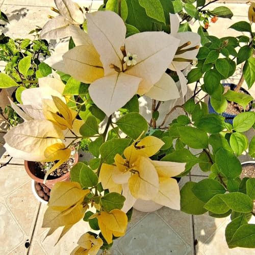 Generic Piante di bouganville acquistare semi 50 pezzi regalo di semi di fiori di albero di bouganville giallo chiaro, semi di bonsai fiori da balcone, Bougainvillea spectabilis, piante rampicanti semi