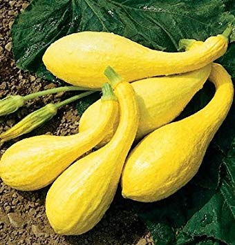 Astonish Pacchetto semi: 25 semi di organico giallo Zucchino giallo Cucurbita Pepo