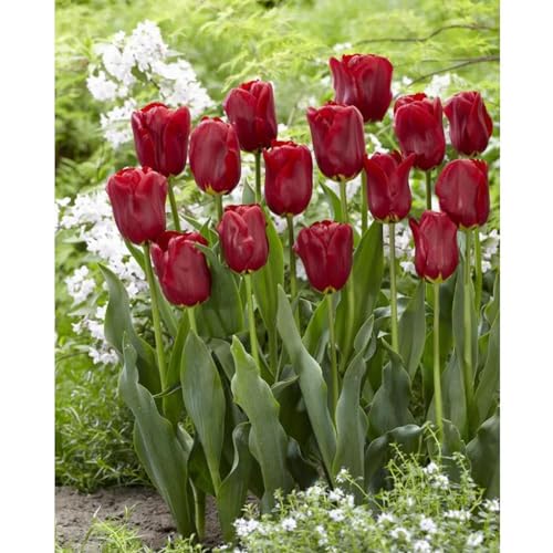 JASNDH Tulipani Bulbi, Rara,Bulbi Tulipani, Bulbi di tulipani, Winterharte, Pianta perenne, Naturale-25 Bulbi-E