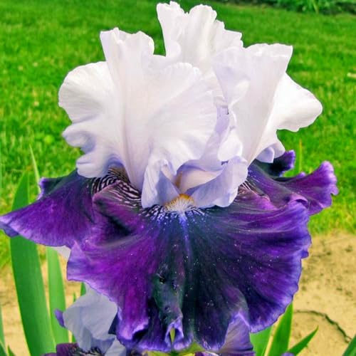 CFGRDEW Bulbi di iris, piante di iris, decorazione del giardino, ottimi per la coltivazione in vaso, adatti ai principianti, decorazione della casa-8bulbi-B