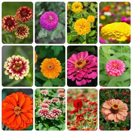 Generic 50 pezzi semi di zinnia perenni semi di fiori da balcone semi di zinia da giardi per balcone, piante perenni resistenti piante da ombra piante in vaso resistenti semi da giardi semi se