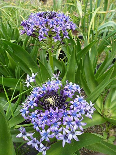 Generic Portal Cool Scilla peruviana Blu E forme bianche misto, 1 pacchetto dei Seeds (30 Seeds)