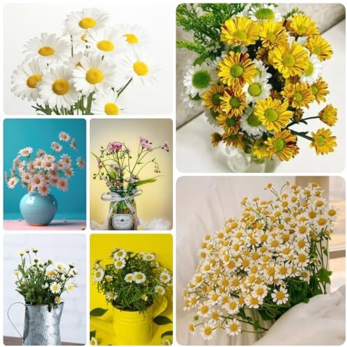 Generic 30 Pezzi Semi Di Margherita, Semi Di Fiori Da Balcone, Piante In Vaso Resistenti (Bellis Perennis) Semi Di Pascolo Per Api Perenni, Regali Per Gli Amanti Del Giardinaggio, Piante Da Appartam