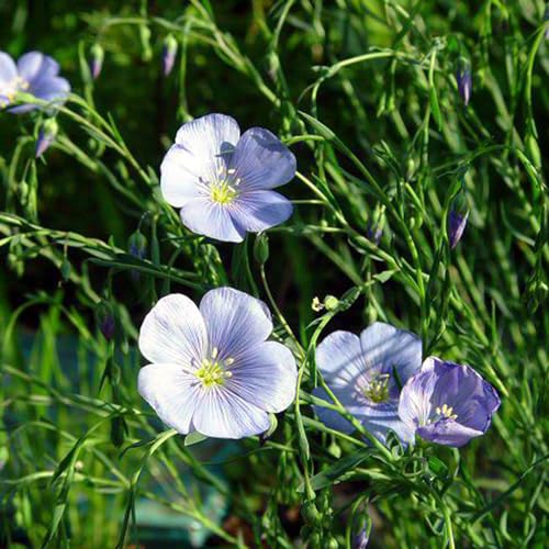 Generic 300 pezzi di semi di lino blu Linum perenne giardino di erbe aromatiche per interni, semi di piante d'appartamento piante di lino blu erbe da giardino, semi biologici regali da giardino per l