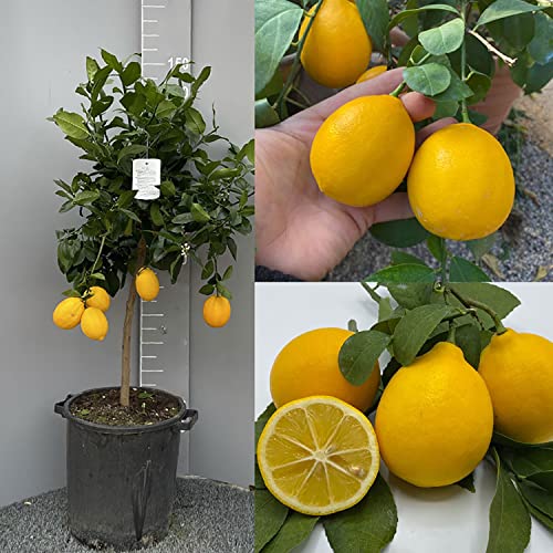 SAVINI VIVAI L'ARTE DI FARE NATURA SAVINI VIVAI Pianta di Limone Albero Agrumi Limone Meyer in Vaso da 35 cm Altezza 150-180 cm 6-7 Anni di innesto Made Italy