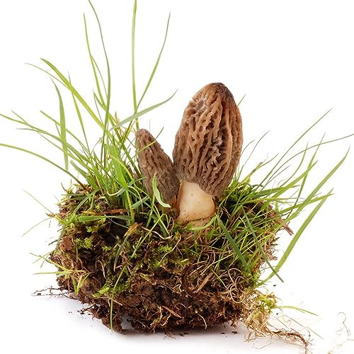 Generic 50 Pz Morchella Semi Semi Biologici Ortaggi Semi Di Ortaggi, Funghi Coltiva Piante Esotiche Piante Perenni Resistenti Piante Resistenti Per Giardi Piante In Vaso Resistenti, Funghi Semi Di