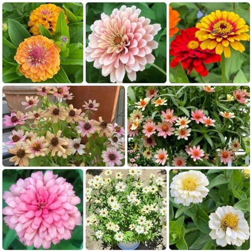 Generic 400 Pezzi Di Semi Di Zinnia Semi Di Fiori Come Regalo Per Gli Ospiti, Piante Perenni, Semi Di Zinia Perenni Resistenti, Zinnia Elegans, Piante Da Appartamento Che Purifica L'Aria, Semi B