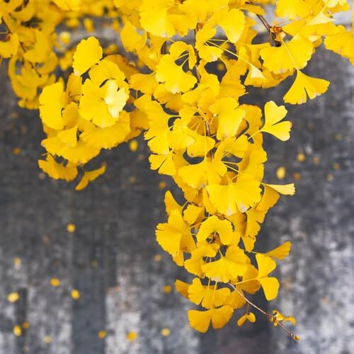 Generic 25 Pezzi Di Semi Di Albero Di Ginkgo, Letto Rialzato Per Balcone, Regali Da Giardi (Ginkgo Biloba) Piante D'Appartamento Esotiche, Albero Bonsai Piante Sempreverdi Piante Esotiche Resisten