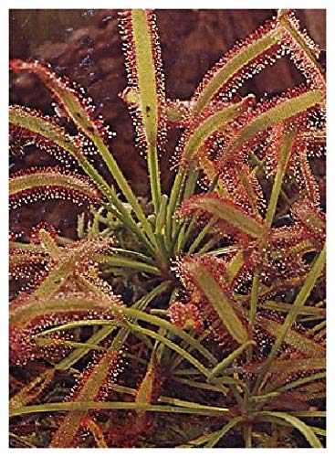 TROPICA Sonnentau (Drosera capensis) 200 semi incl. substrato
