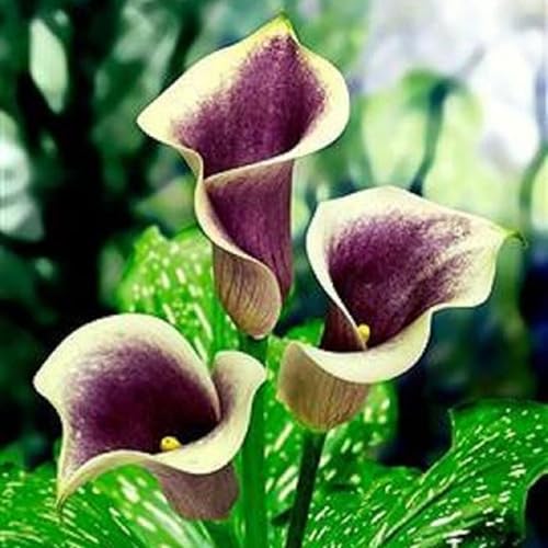 BAHELS Fiori Da Giardino,Bulbi Di Calla, Calla Bulbi,Fiori Recisi Perfetti,Piante Rare,Fiori Ornamentali,Naturale,Fiori Da Matrimonio-2 Bulbi-C