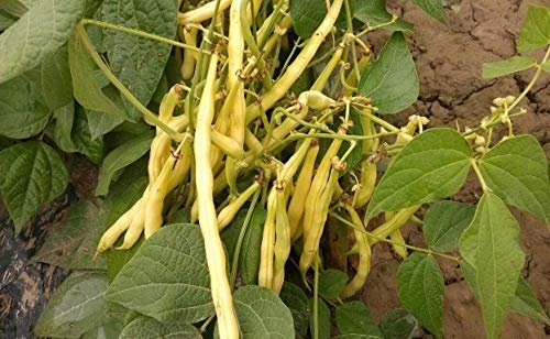 Generic Alta Produzione Fagioli di Bush Snap fagioli gialli rotondi Pod 30 semi