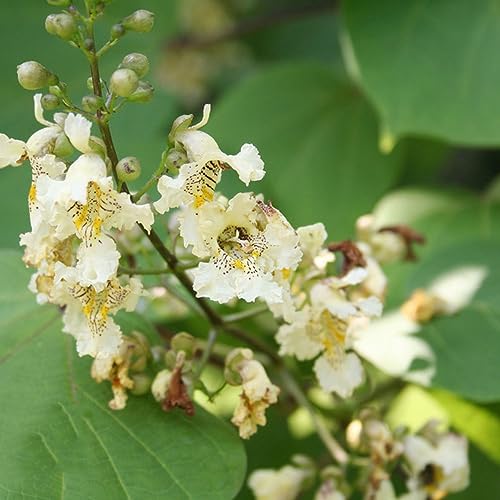 Generic 100 pz semi di catalpa bignonioides pianta da vaso piante da giardino resistenti perenni,Catalpa speciosa,serie di piante rare, semi speciali da giardino piante in vaso con semi