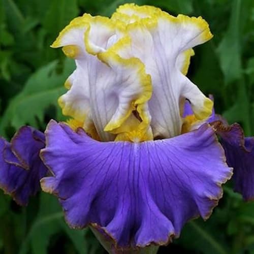 Zumari Ponak Nuovi semi di fiori di iris da 100 pezzi giallo blu