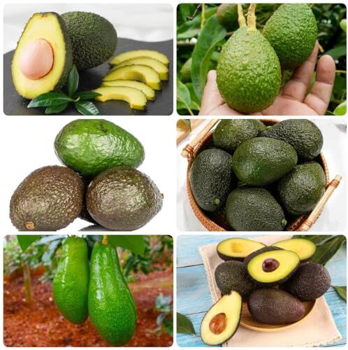 Generic 12 Pezzi Semi Di Avocado Da Piantare, Frutta Foglie Di Vite Fresche Piante Resistenti Per Balcone (Persea Americana) Alberi Giardi Piante Da Giardi Resistenti Semi Bonsai Perenni Resiste