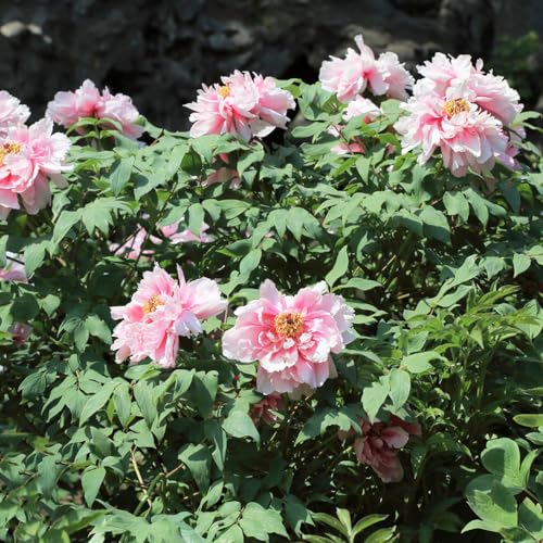 Generic 4 pezzi di piante di peonie, bulbi resistenti bulbi di piante d'appartamento, peonia a fioritura precoce, Paeonia suffruticosa, fiori bulbi di aconiti invernali, bulbi di fiori perenni res