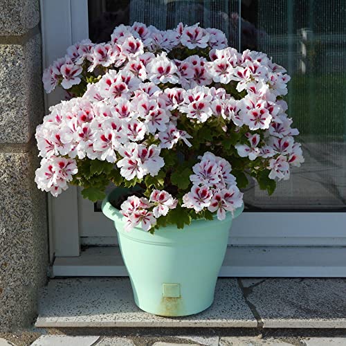 Generic semi geranio odoroso Pelargonium hortorum Fiori Primaverili Semi, Esotiche Particolarmente Produttive Bouquet Fiori Coltivare In Cucina Fiori Freschi 100 Pezzi