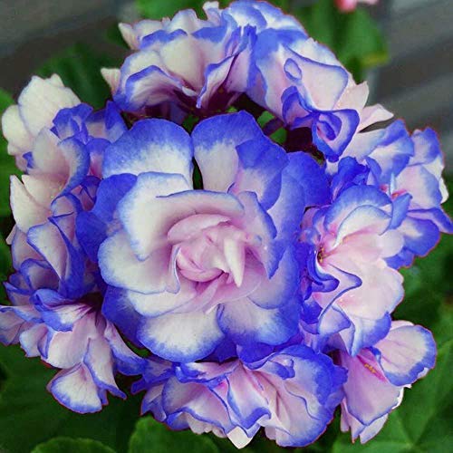SVI Nuovo blu e rosa Piantare gerani Sementes De Flores Raras doppio Cplor giardino domestiche 50 pz * sacchetto poco costoso Pelargonium Bonsai Seeds