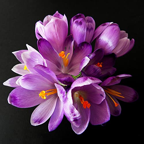 WJKWY-Q Bulbi Zaffera Da Coltivare Crocus Tuberi Piante Vere Da Inter Giardinaggio Erbe Aromatiche Pianta Bulbi Fiori Perenni Da Ester Divertiti A Piantare 4pezzi