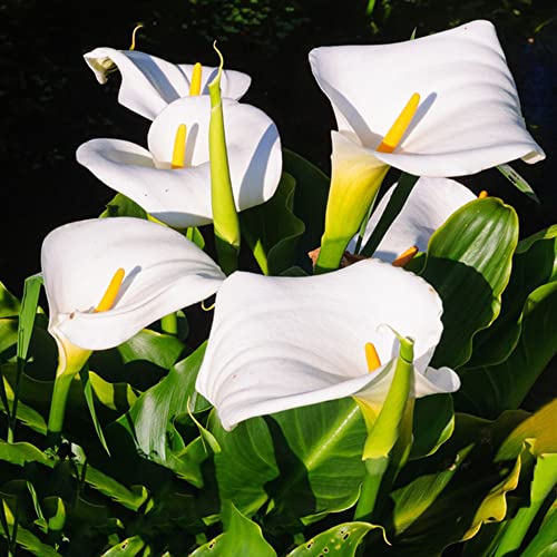 Generic 6 pezzi bulbi di calla bianco hardy perenne idroponica cipolla piante in vaso indoor coltivazione in serra fiori primaverili bulbi pianta da balcone piante da giardi hardy