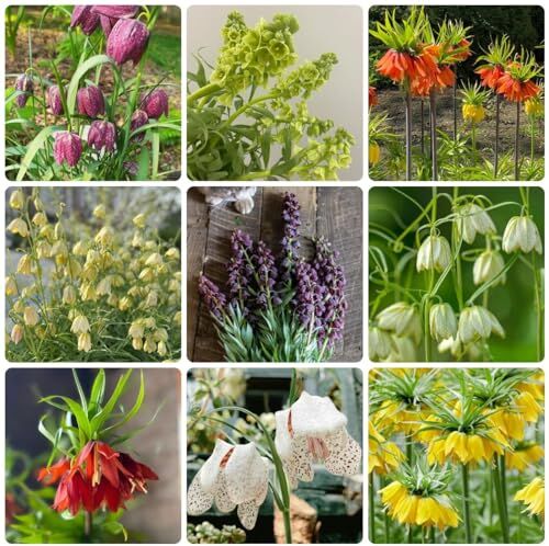 Generic 15 Pezzi Di Corone Imperiali Fritillaria Bulbi, Bulbi Da Fiore Perenni Resistenti, Fiori Primaverili Tuberi Corona Imperiale, Acquistare Bulbo Corona Imperiale, Mix Di Fiori, Piante Da Gia