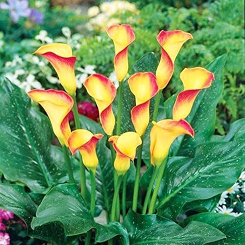 BAHELS Fiori Da Giardino,Bulbi Di Calla, Calla Bulbi,Fiori Recisi Perfetti,Piante Rare,Fiori Ornamentali,Naturale,Fiori Da Matrimonio-8 Bulbi-B