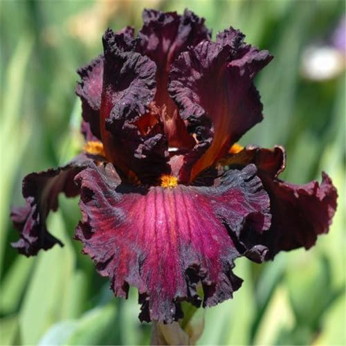 CFGRDEW Bulbi di iris, piante di iris, decorazione del giardino, ottimi per la coltivazione in vaso, adatti ai principianti, decorazione della casa-4bulbi-C