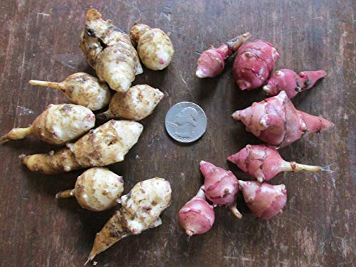 PLAT FIRM Germinazione dei semi: 8 White tuberi: topinambur ~ bianco e rosso tuberi ~ sunchoke Organic Seed Fresh