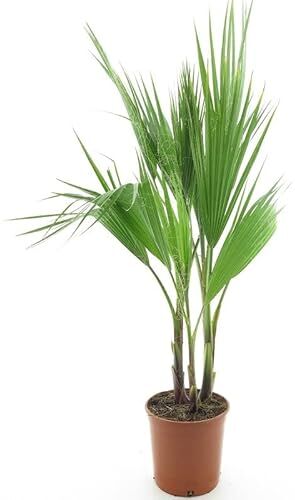 Vivaio di Castelletto Palma messicana "Washingtonia robusta" pianta in vaso ø16 cm h. 50/60 cm