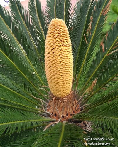 Generic Semi di cycas Revoluta, 16 semi di CYCAS, seed, Palma tree seed, palma nana tropicale