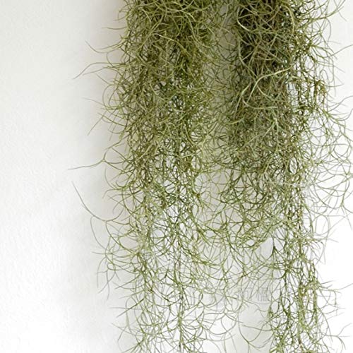 CIFO Tillandsia usneoides [H. 50 cm.]