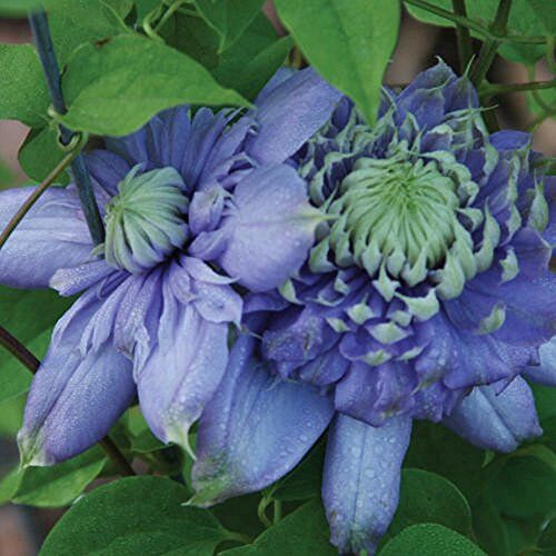 SVI fiori doppi CLEMATIS blu chiaro dimostrati vincitore 20 semi