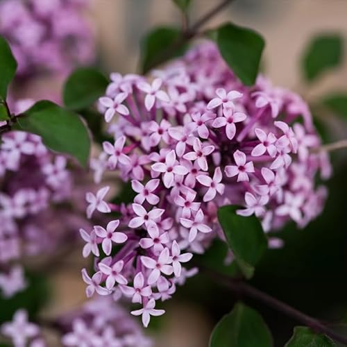 Generic Pianta di LILLA' RED PIXIE rosa ROSSO Syringa Mycrophilla vaso18 FOTO REALE AMDGarden