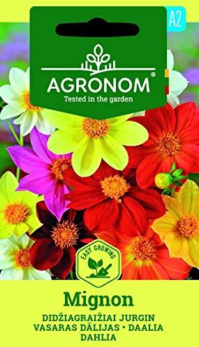 AGRONOM Tested in the garden AGRONOM   DAHLIA MIGNON semi   Semi di fiori   1 confezione