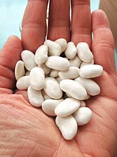 Zumari New Fresh 50pcs White Tarbais Beans Semi di ortaggi