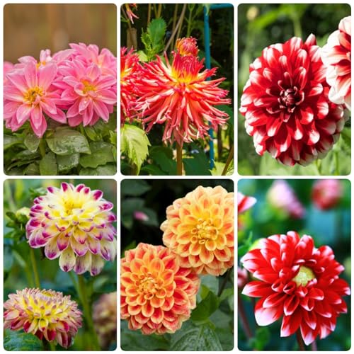 Generic 2 pezzi bulbi da fiori dalie perenni hardy piante in vaso all'aperto hardy dalia bulbi dahlia giardi delle erbe bulbi da fiore fiore resistente fiore di mezzogior resistente bonsai