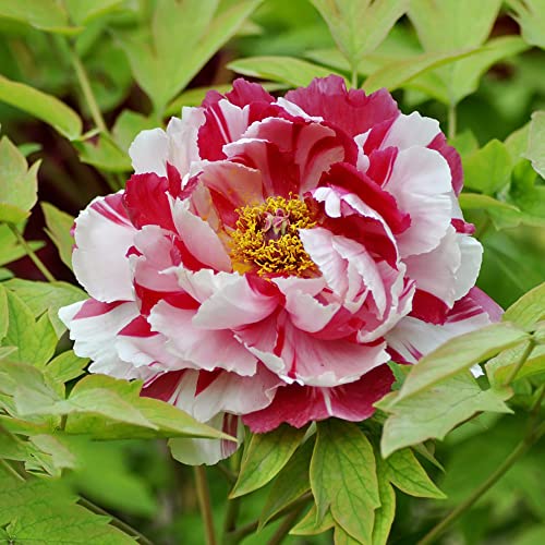 BRKENT Peonie Piante Bulbi Di Peonia Resistenti Fiore Fiori Tuberi Di Peonia Ornamentali Peonie Perenni Resistenti Tuberi Fiori Da Balcone Decorazione Da Giardi Fiori Giardi 2 Pezzi (Bianco Rosso)